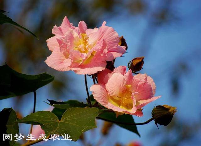 常见的有:白花木芙蓉,花白色;醉芙蓉,重瓣,花初开时为纯白色,后变为深