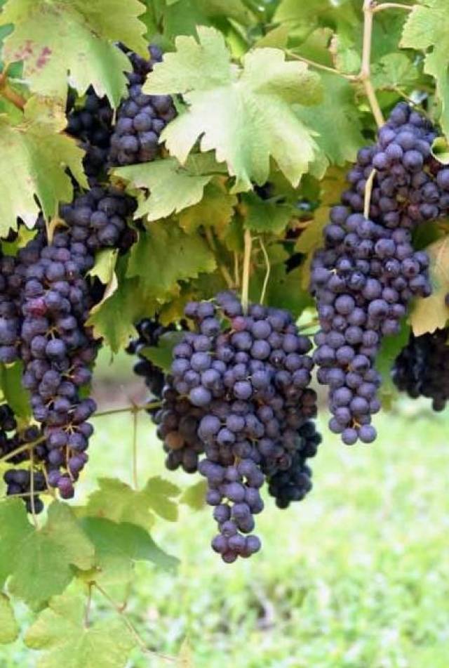 紫葡萄—越吃越年轻 紫色的葡萄最大的功效就是 抗衰老!