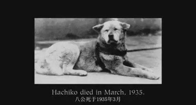 忠犬八公,生于1923年  月  日,死于1935年 月 日.享年  岁