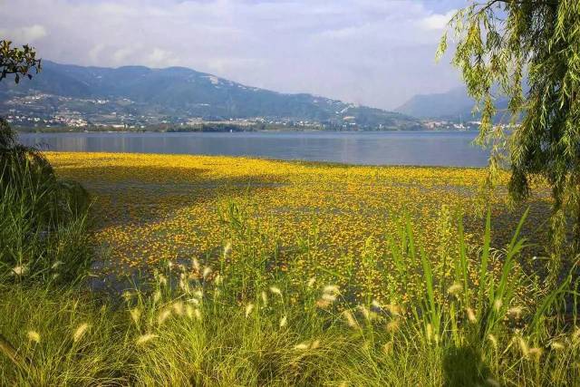 邛海海菜花开了,大西昌一年四季不缺美景