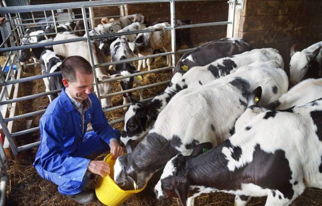 规模奶牛场犊牛断奶期的饲养管理
