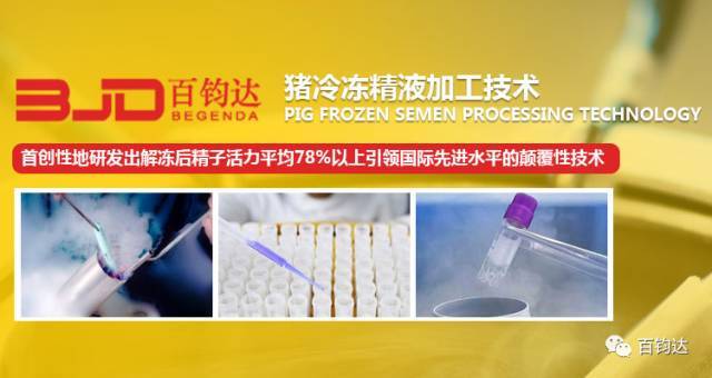 百钧达猪冻精技术,权威鉴定,重磅来袭!