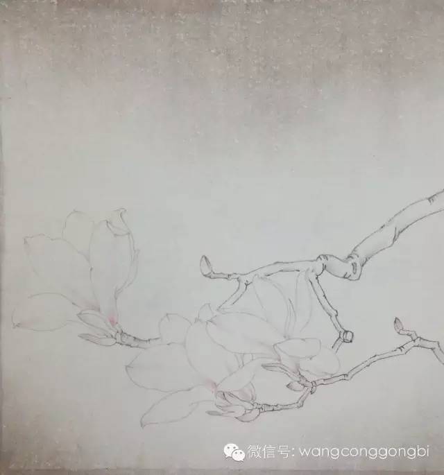 玉兰花,木兰科,别名白玉兰,望春花,玉兰花.