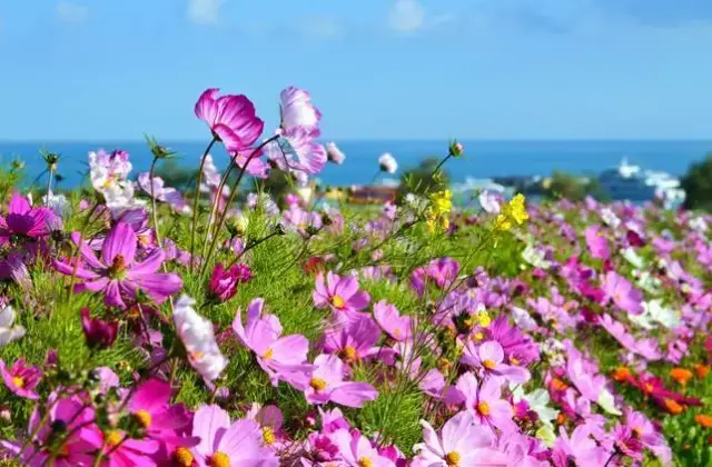 格桑花婚纱照_格桑花图片高清(2)