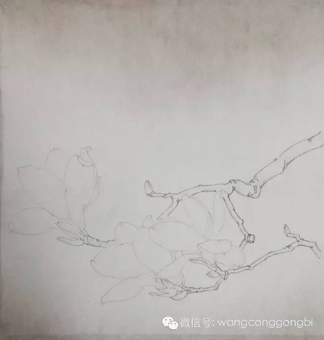 玉兰花,木兰科,别名白玉兰,望春花,玉兰花.