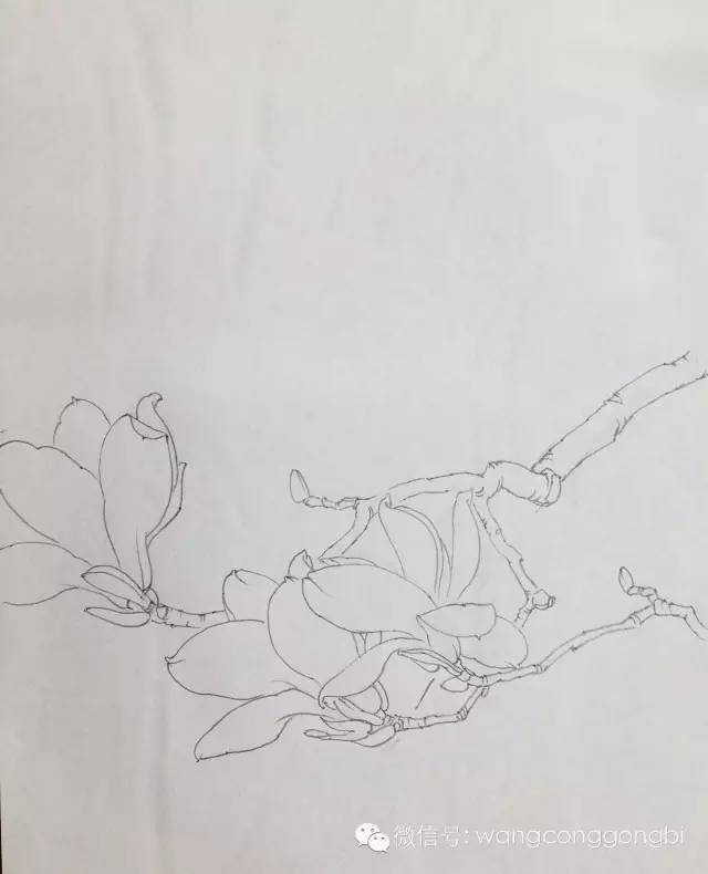 玉兰花,木兰科,别名白玉兰,望春花,玉兰花.