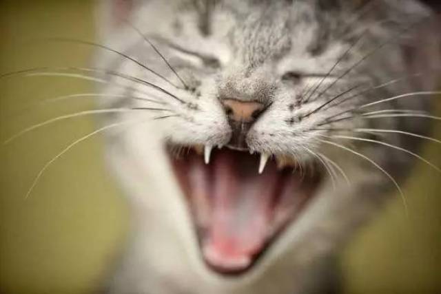 猫叫声的11种意思!