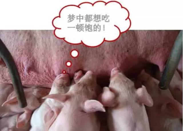 信号四:仔猪含乳睡觉,或者母猪放完乳,小猪还含着乳头不放.