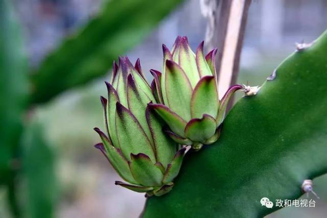 全程实录 火龙果树开花好神奇 夜间开花清晨凋零如昙花一现