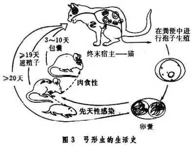 弓形虫感染:怕的不是猫狗,而是吃饭 !