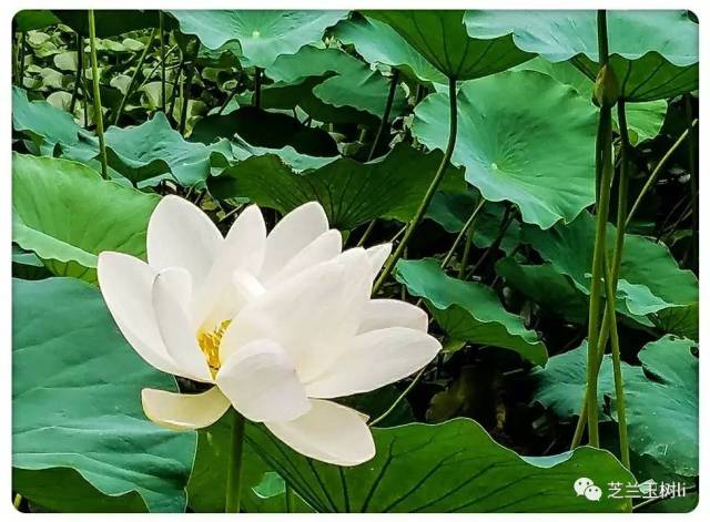 莲叶无穷碧,莲花自清香,做一个莲花般的达人,坦然面对