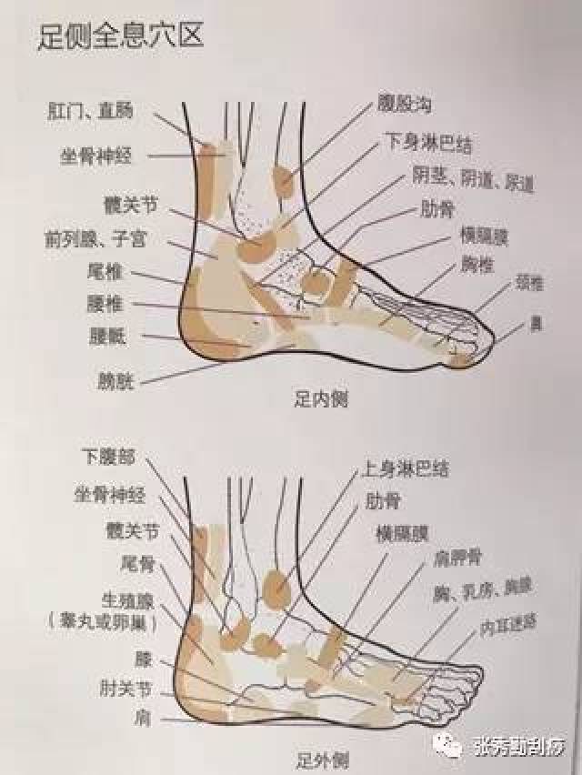 足部刮痧测全身健康1 ——足底,足侧全息穴区