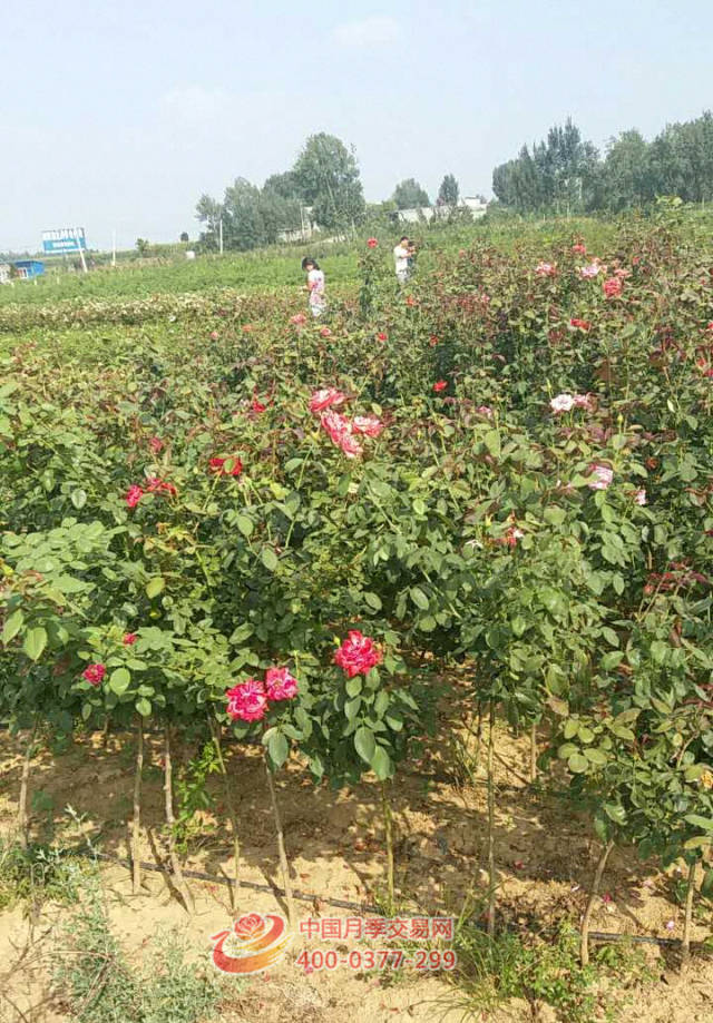 藤本月季裸根苗长势 藤本月季裸根苗长势