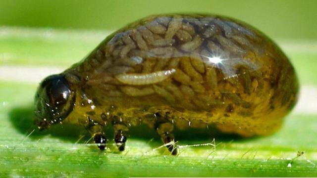 传说中的虫牙,难道你的牙齿里真的有虫子?