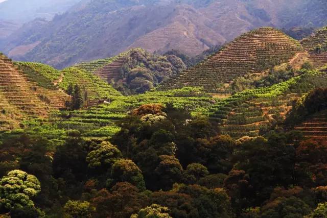 潮州凤凰山单枞茶树 是国家级优良的茶树品种之一.