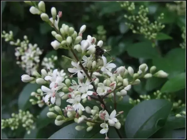 盆景"七贤"之冬青的辨识分类