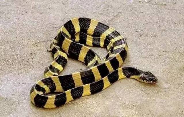 蛇排名_中国毒蛇排名第一的蛇