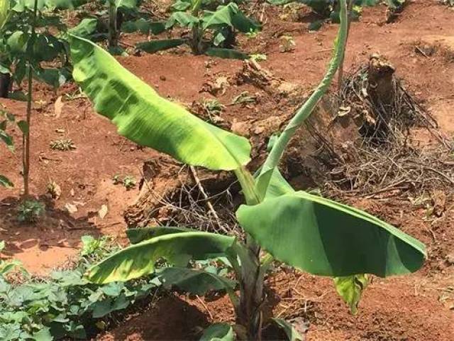 香蕉病害 香蕉花叶心腐病防治措施