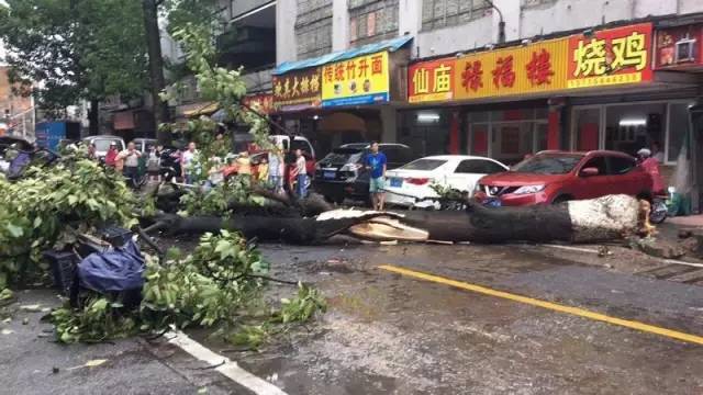 台风"天鸽"强势登陆!最大风力14级(视频,多图直播)