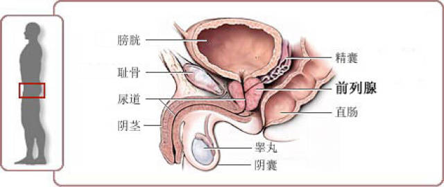 前列腺是男性的附属性腺,仅有一个粟子大小.