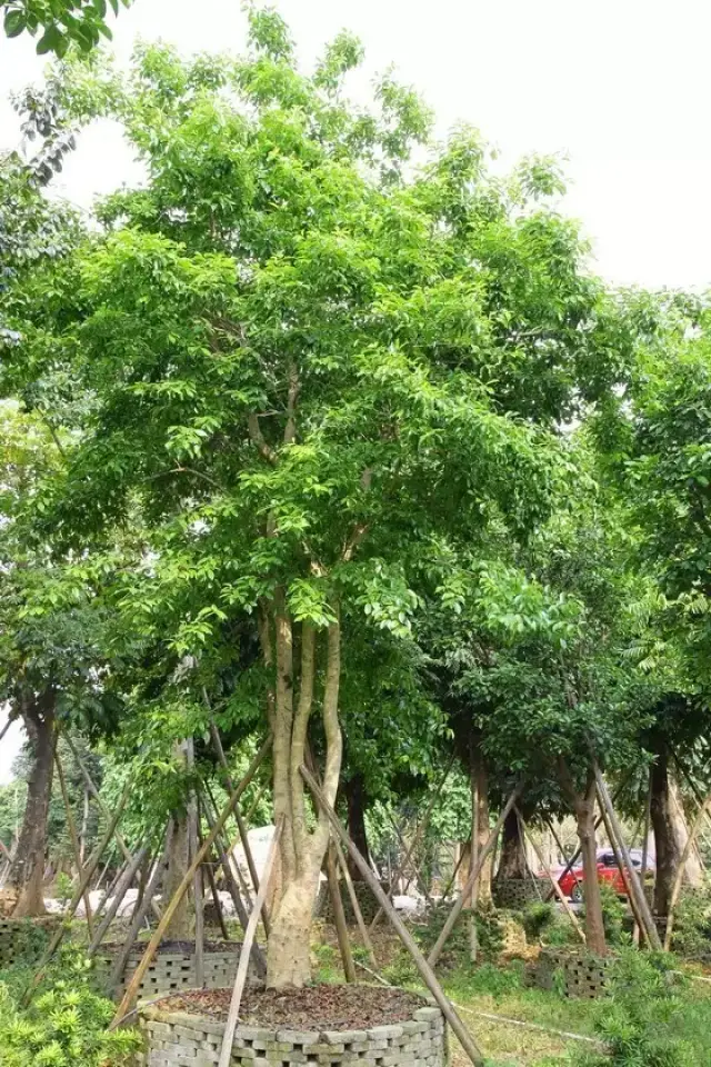 铁冬青花后果由黄转红,铁冬青树叶厚而密,湖边或开阔地种植此树,能