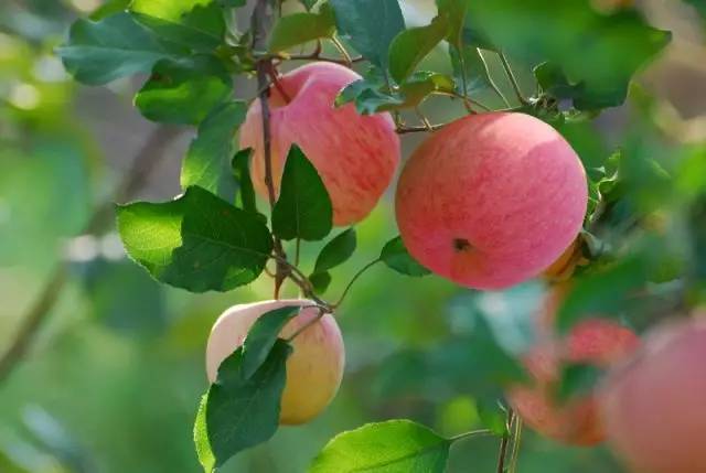 最实用丨苹果树叶片判断树体营养?你得这么看!