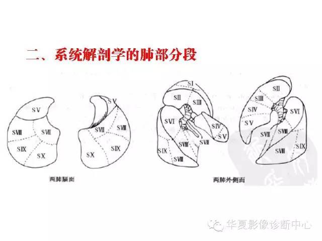 轻松掌握肺部解剖和分段