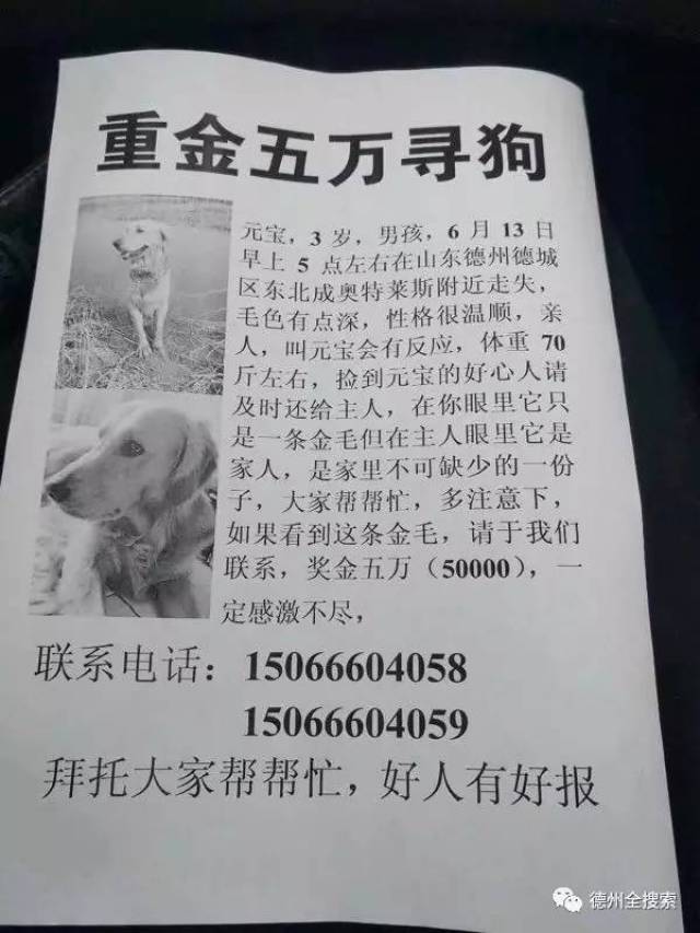 德州霸气寻狗启示,悬赏50000元!