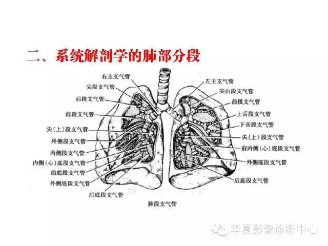 轻松掌握肺部解剖和分段