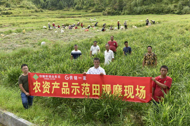 据悉,新桥镇汀水龙农业技术服务专业合作社是当地打造的新型农村龙头