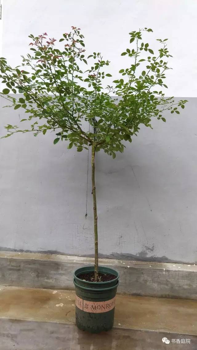 达人支招-单芽点嫁接树状月季可行性探讨 |含视频