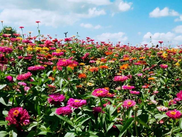 徜徉在漫山遍野的花海里,感受浓浓的田园风情.