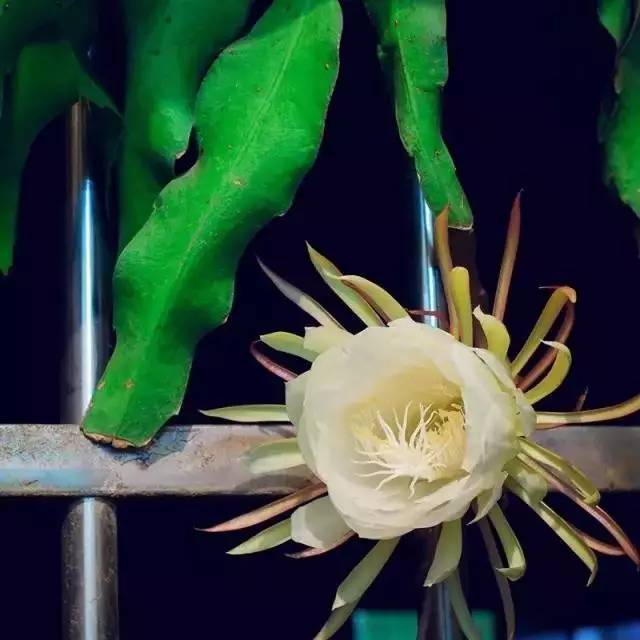 【园博科普】处暑,炎凉平分见昙花