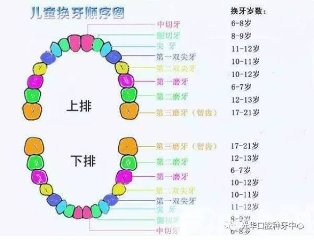 宝宝牙齿萌出顺序