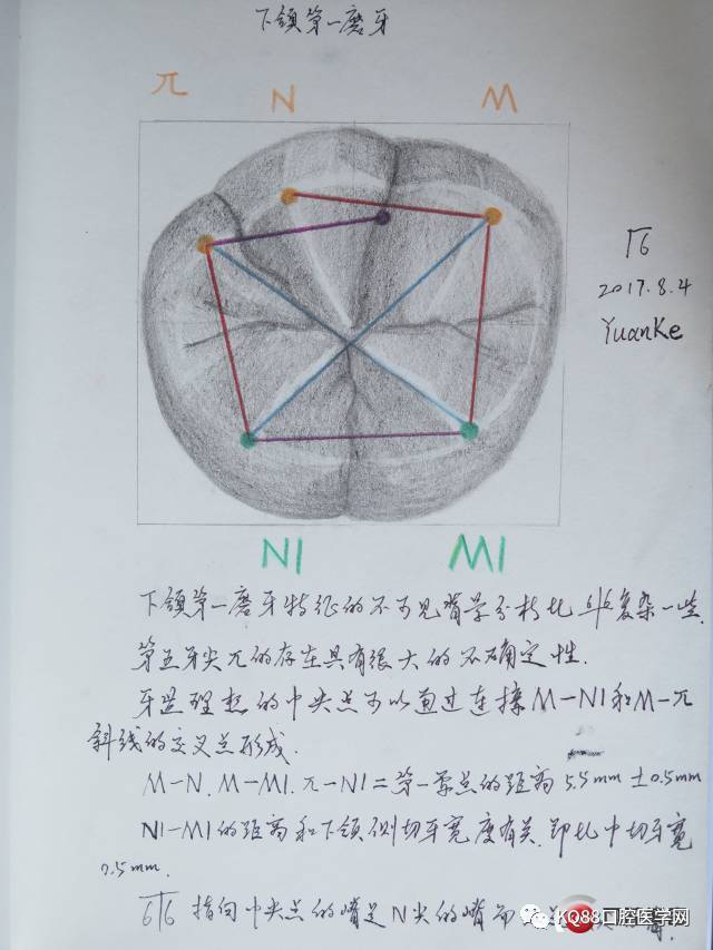 afg牙齿形态有感