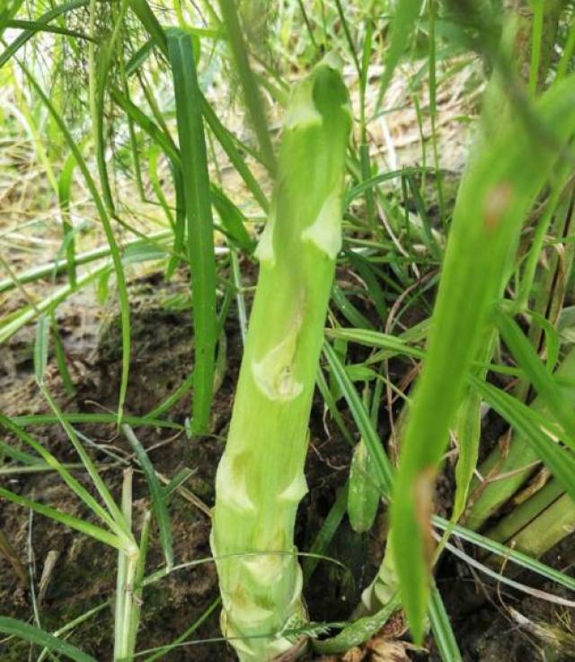 大开眼界芦笋被誉为蔬菜之王有人叫它山苞米有人叫它牛尾巴