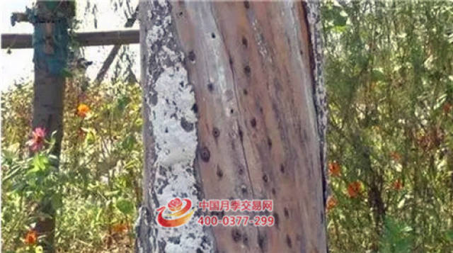 苗木造假,谁是最大的受害者?(图3) 苗木造假,谁是最大的受害者?(图3)