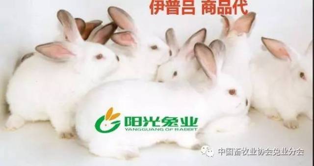 目前,育种中心存栏伊普吕配套系曾祖代种兔1000套,祖代种兔5000套,已