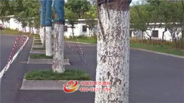 苗木造假,谁是最大的受害者?(图1) 苗木造假,谁是最大的受害者?(图1)