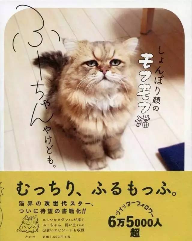 "猫奴之国"出现统治级神喵,丧猫界"四大天王"也不是对手.