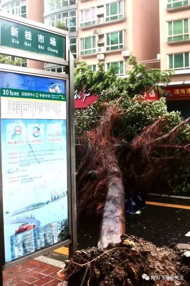 台风过后,顺德多地一片狼藉!震撼照片传出