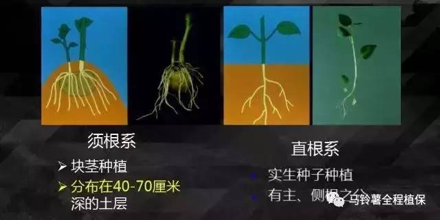 深度解析马铃薯的"器官"!根,茎,叶,花,果实