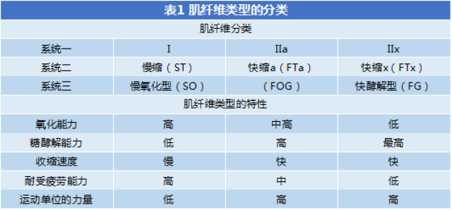 【基础理论】肌纤维的类型