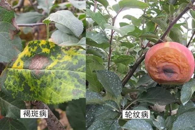 胶东苹果:果园病虫害整体解决方案