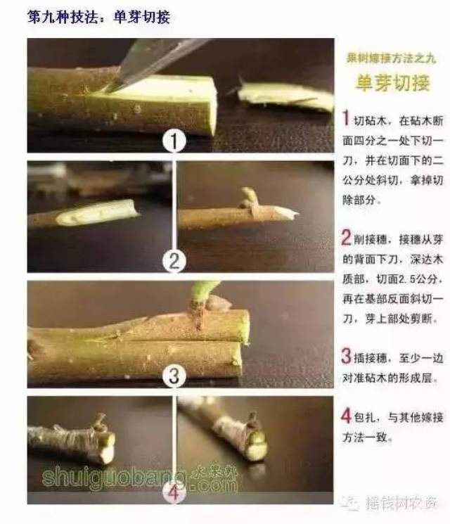 史上最全的12种果树嫁接技术图解!有图有真相