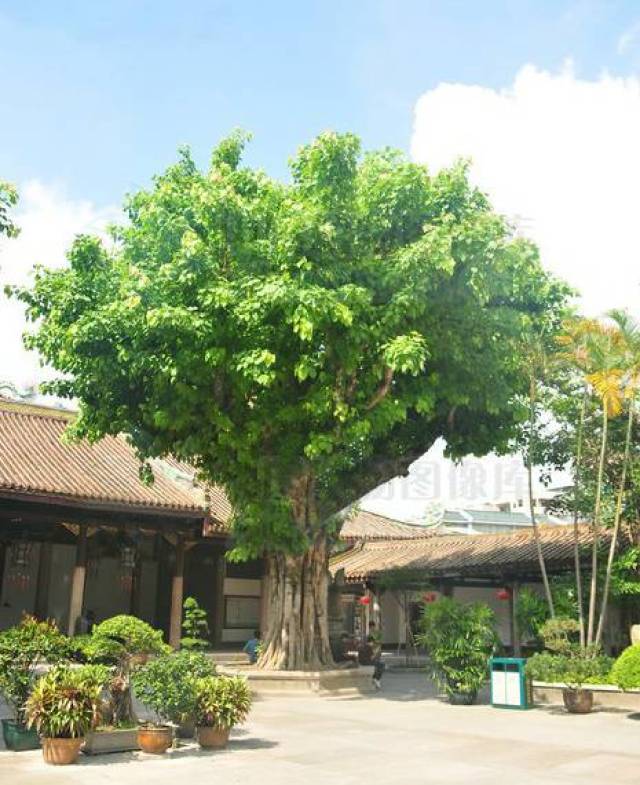 菩提树·晋江