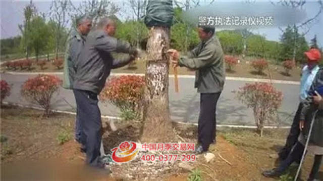 苗木造假,谁是最大的受害者?(图2) 苗木造假,谁是最大的受害者?(图2)