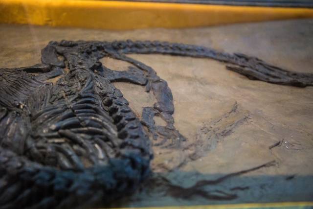 中三叠晚期的贵州龙竟然还是恐龙的远房亲戚?