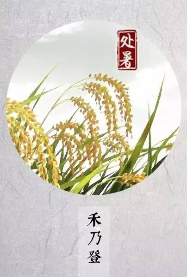 处暑三候