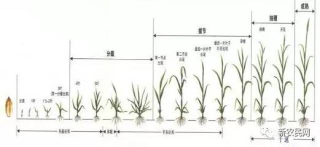 小麦的生长阶段